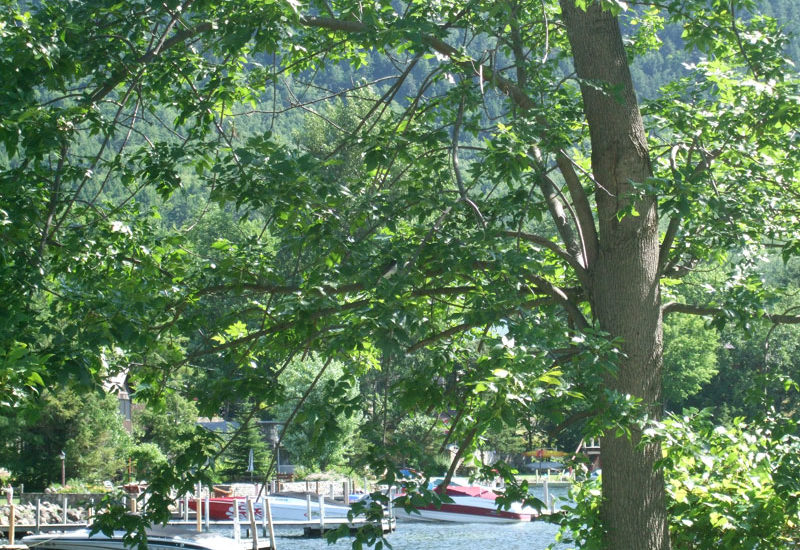 Tree on Lake George